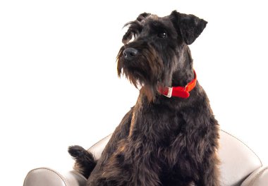 Küçük koltuk üzerinde küçük siyah köpek