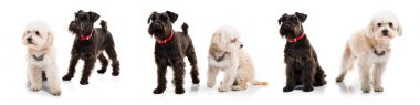 Küçük beyaz ve siyah köpekler
