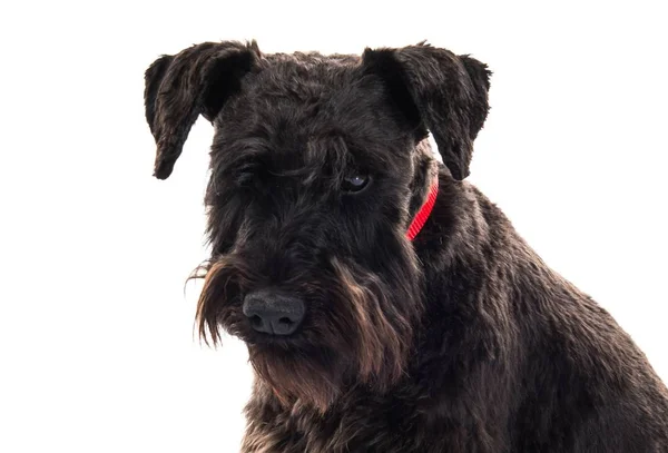 Kleine witte hond op geïsoleerde witte achtergrond — Stockfoto