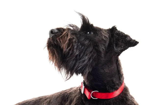 Piccolo cane bianco su sfondo bianco isolato — Foto Stock