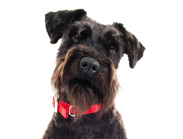 Kleine witte hond op geïsoleerde witte achtergrond — Stockfoto