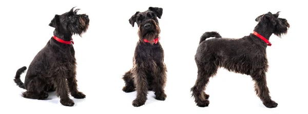 Small white dog on isolated white background — Stock Photo, Image