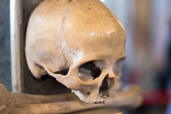 Agglomeration of skulls and bones