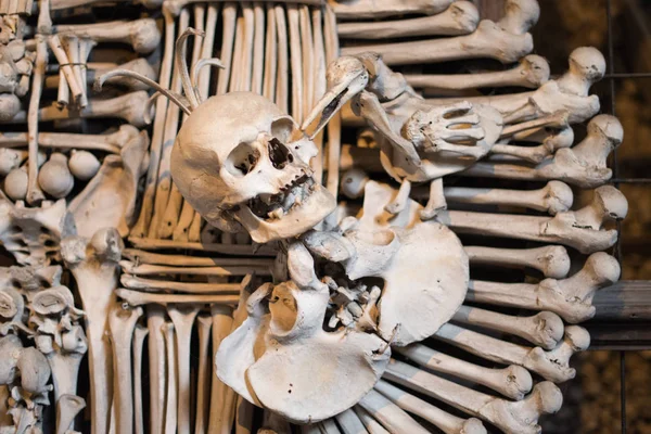 Agglomeration von Schädeln und Knochen — Stockfoto
