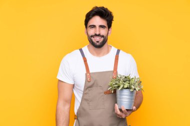 Bahçıvan sakallı, izole edilmiş sarı arka planda alkışlıyor.