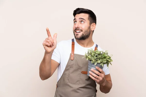 Jardinero Hombre Sosteniendo Una Planta Sobre Fondo Aislado Señalando Con —  Fotos de Stock