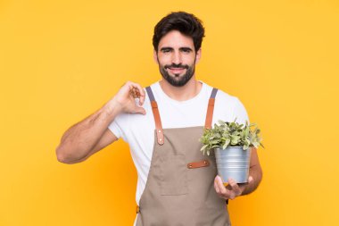 Bahçıvan sakallı, soyutlanmış sarı arka planda gururlu ve kendini beğenmiş.