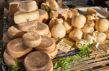 Casu Marzu, solucanlı sardalya peyniri.