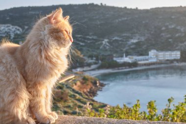 Capo sant 'Elia deniz fenerinden, Cagliari, Sardinya, İtalya' dan Kalamosca sahilindeki kedi kolonisi