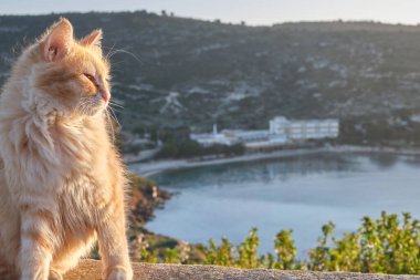 Capo sant 'Elia deniz fenerinden, Cagliari, Sardinya, İtalya' dan Kalamosca sahilindeki kedi kolonisi