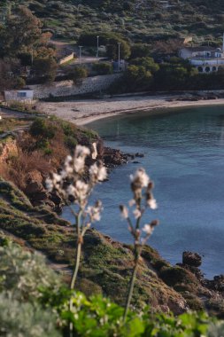 Asphodel, Capo sant 'Elia deniz fenerinden Cagliari, Sardinya, İtalya' ya kadar Calamosca sahilinde gün doğumunda görüldü.