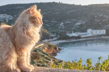Capo sant 'Elia deniz fenerinden, Cagliari, Sardinya, İtalya' dan Kalamosca sahilindeki kedi kolonisi