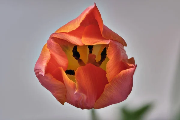 Macro picture of yellow and orange tulip flower