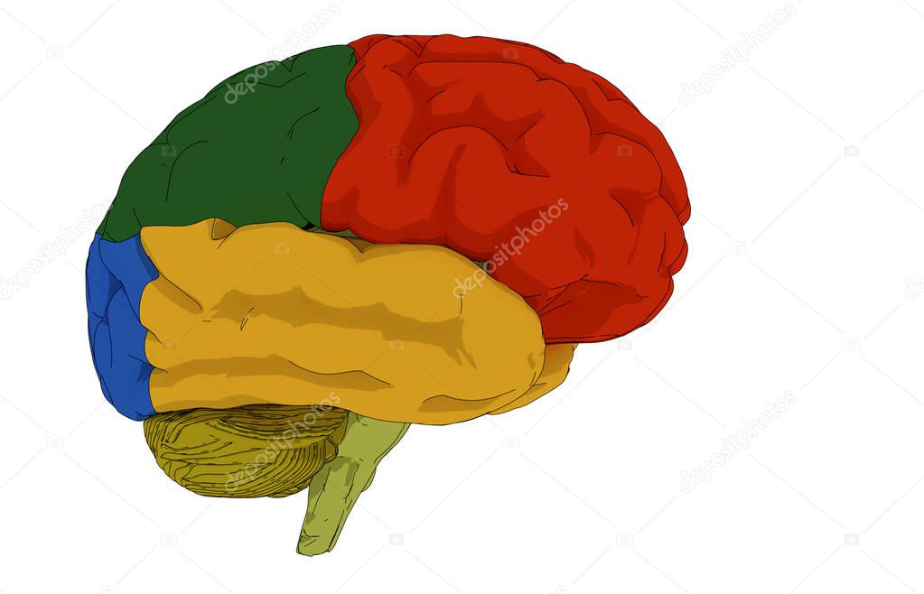 3d brain areas