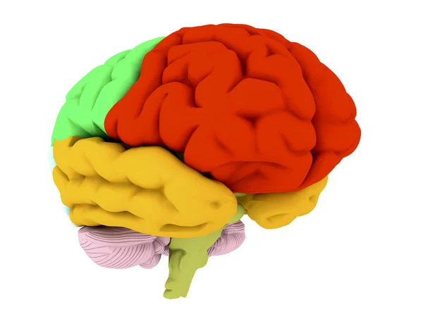 3D ilustracja mózgu i kolorowe obszary — Zdjęcie stockowe