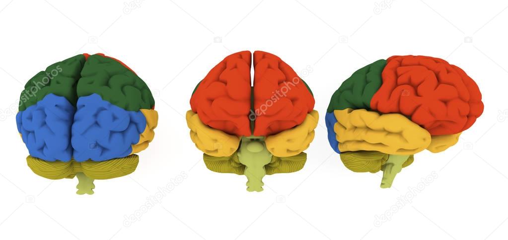 3d brain illustration and colored areas