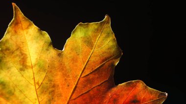 Güz Sonbaharı Arkaplan Yaprağının Kapanışı Kara Arkaplan 'a Karşı