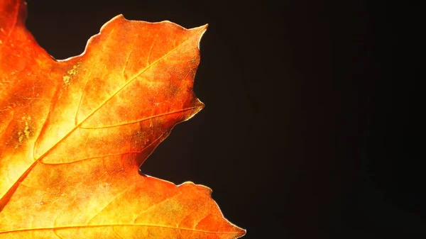 Closeup Shot Orange Autumn Fall Leaf Black Background Backlit Show — Stockfoto