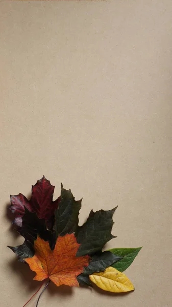 Φθινοπωρινά Φύλλα Τοποθετημένα Μια Γωνία Πάνω Ένα Ξύλινο Φόντο — Φωτογραφία Αρχείου