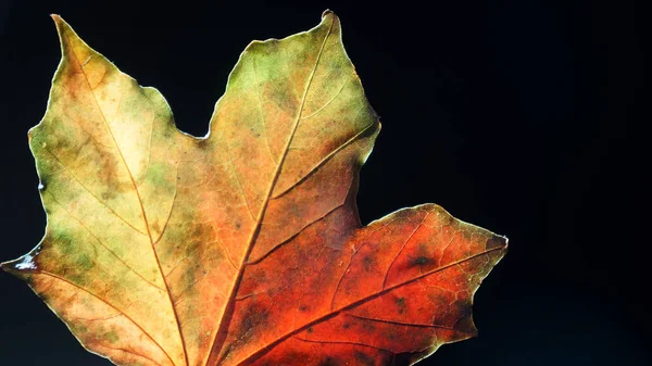 Крупный План Подсвеченного Листа Осенью Черном Фоне — стоковое фото