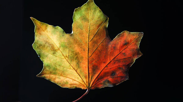 Closeup of a Backlit Leaf in the Autumn Fall against a Black Background