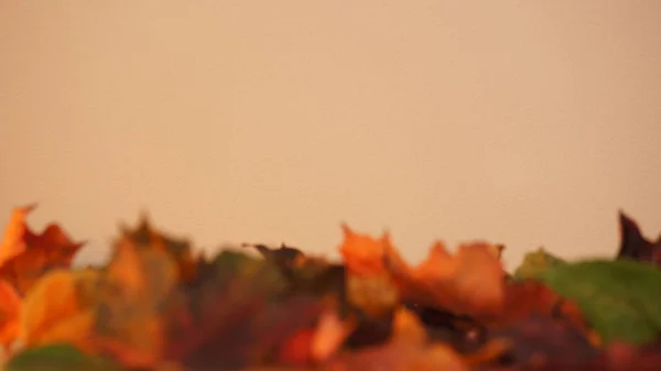 Oranje Verlichte Muur Textuur Achtergrond Met Onscherp Herfst Bladeren Voorgrond — Stockfoto