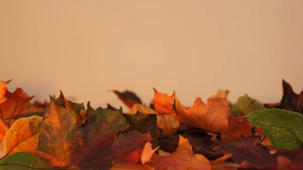 Diverse Gekleurde Herfstbladeren Tegen Een Licht Oranje Achtergrond Muur — Stockfoto