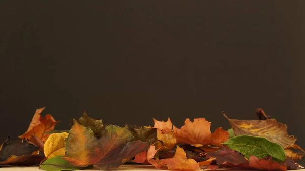Diverse Gekleurde Herfst Herfst Bladeren Afgebeeld Tegen Een Donkere Textuur — Stockfoto