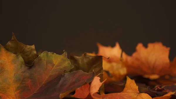 Diverse Herfstbladeren Tegen Een Donkere Achtergrond — Stockfoto