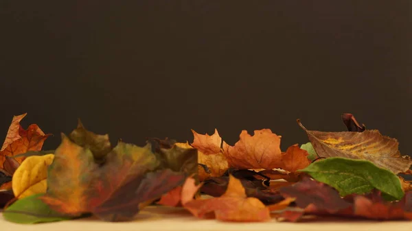 Diverse Herfstbladeren Tegen Een Donkere Achtergrond — Stockfoto