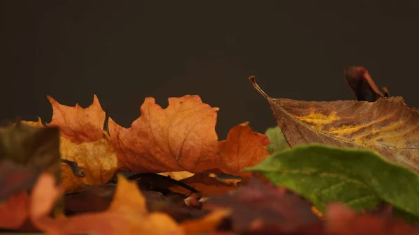 Diverse Gekleurde Herfst Herfst Bladeren Afgebeeld Tegen Een Donkere Textuur — Stockfoto