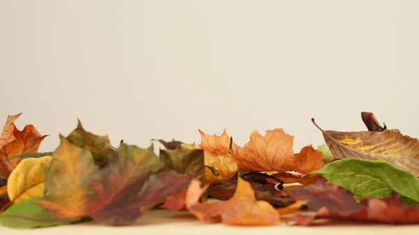 Diverse Herfstbladeren Een Tafel Tegen Een Licht Gekleurde Achtergrond — Stockfoto