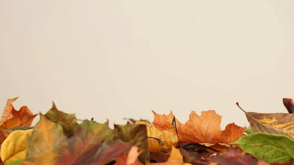 Diverse Herfstbladeren Een Tafel Tegen Een Licht Gekleurde Achtergrond — Stockfoto