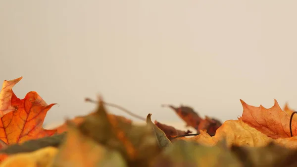 Varie Foglie Autunno Colorate Uno Sfondo Chiaro — Foto Stock