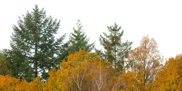 Reihe von Herbst-Kiefern und Orangenbäumen isoliert auf weiß — Stockfoto