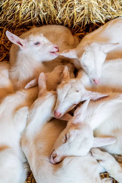 Détente des chèvres nouveau-nées sur le foin — Photo