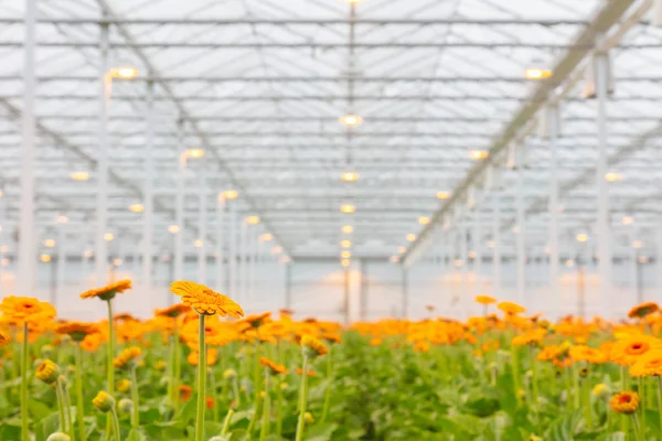 Bloeiende oranje Gerbera in een Nederlandse kas — Stockfoto