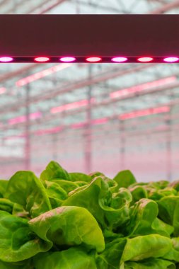 Hollandalı bir seranın içinde güneş ışığına gerek kalmadan marul yetiştirirdi.