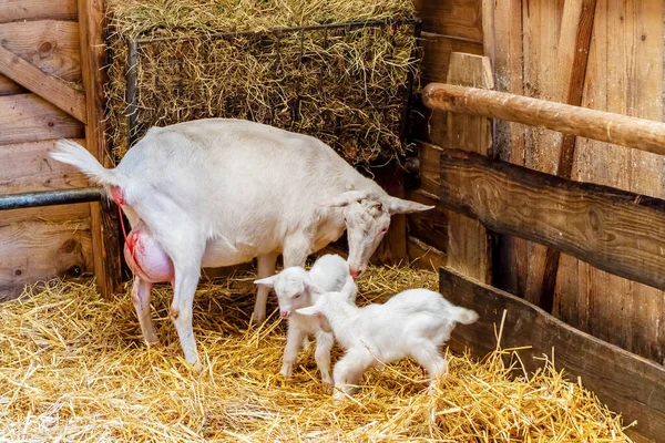 Mère Chèvre Juste Après Travail Avec Deux Nouveau Nés Chèvres — Photo