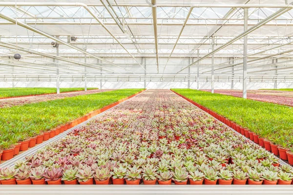 Professional growth of echeveria cacti plants in a Dutch greenhouse