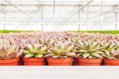 Bir Hollanda serasında echeveria kaktüslerinin profesyonel büyümesi