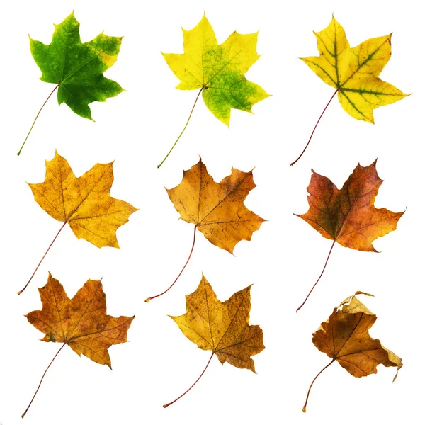 Conjunto de coloridas hojas de otoño aisladas en blanco —  Fotos de Stock