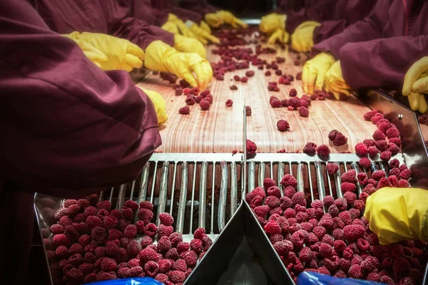 Gefrorene rote Himbeeren in Sortier- und Verarbeitungsmaschinen — Stockfoto