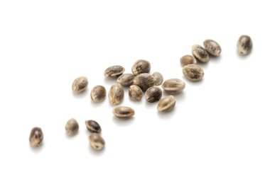 Kenevir tohumu beyaz