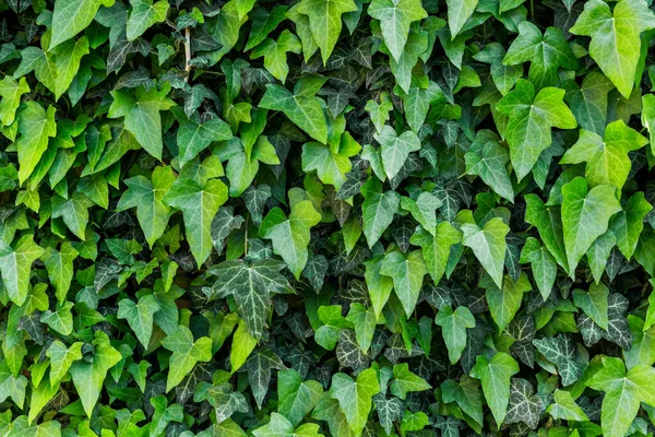 Wall Common Ivy Usuable Background Texture — Stock Photo, Image