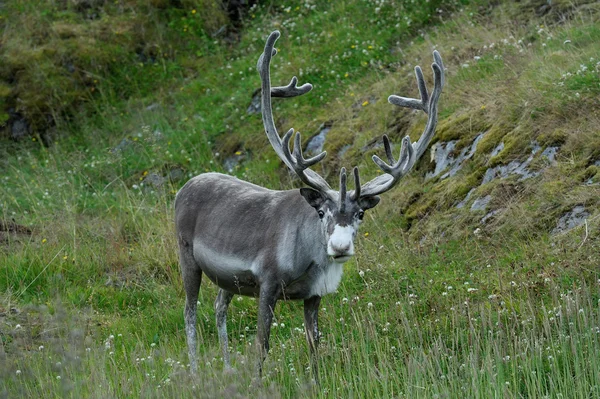 Renos cerca de Nordkapp Cape, Noruega — Foto de Stock