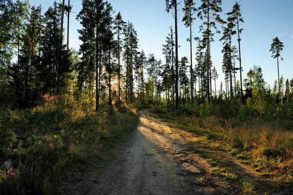 Uma estrada quebrada na floresta — Fotografia de Stock