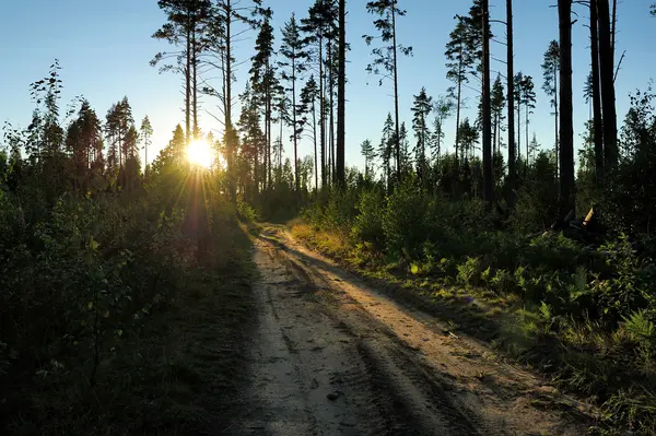 Розбита дорога в лісі — стокове фото