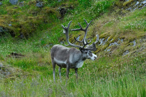 Renos cerca de Nordkapp Cape, Noruega — Foto de Stock