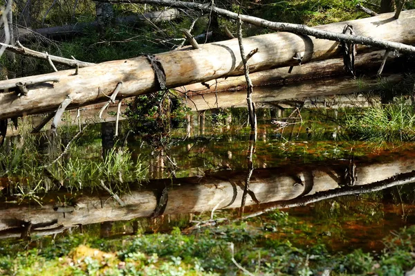 Paisaje de bosque pantanoso salvaje — Foto de Stock